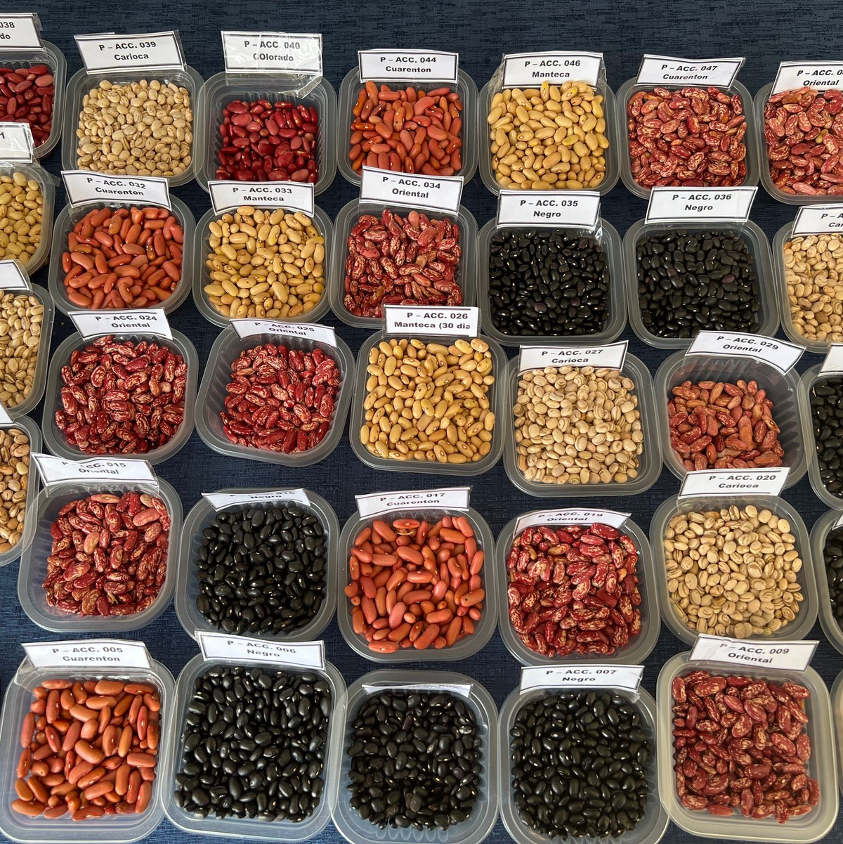 Auch etliche Reissorten sind im Tresor gelagert. - Foto: L.M. Salazar / Crop Trust/dpa