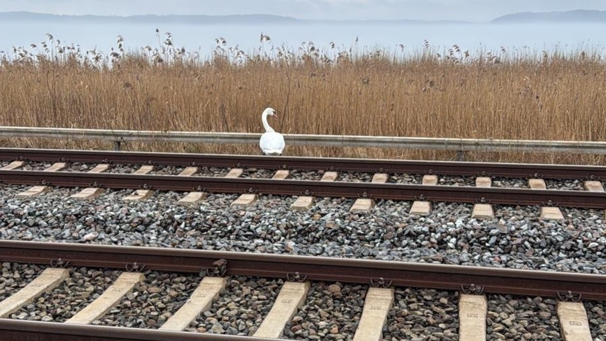 BPOL-HST: Bundespolizei rettet Schwan - Foto: presseportal.de