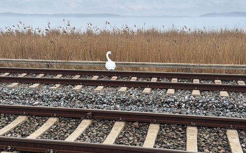BPOL-HST: Bundespolizei rettet Schwan - Foto: presseportal.de