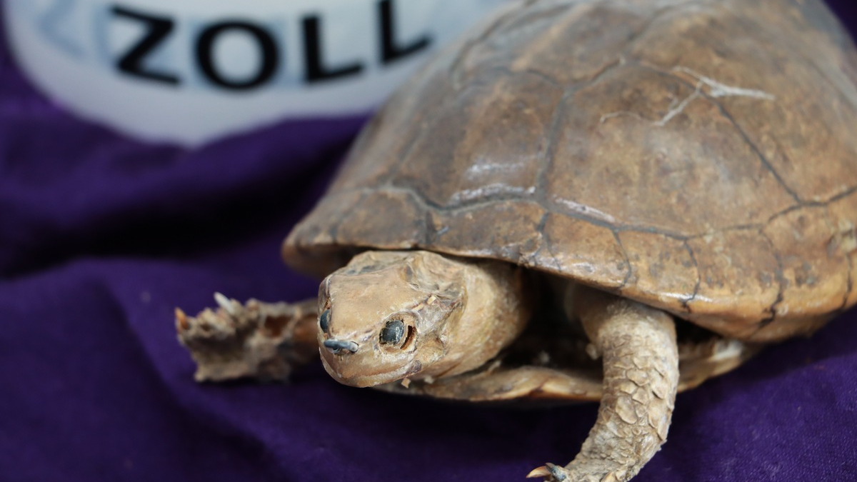 HZA-DA: Exotischer Nachlass - ZOLL erbt Exponate bedrohter Tierarten - Foto: presseportal.de