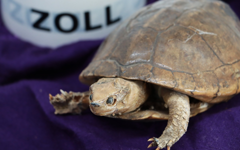 HZA-DA: Exotischer Nachlass - ZOLL erbt Exponate bedrohter Tierarten - Foto: presseportal.de