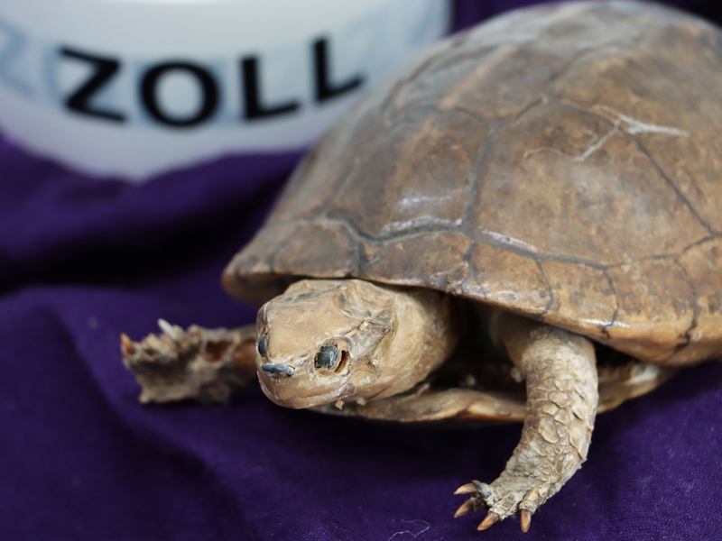 HZA-DA: Exotischer Nachlass - ZOLL erbt Exponate bedrohter Tierarten - Foto: presseportal.de