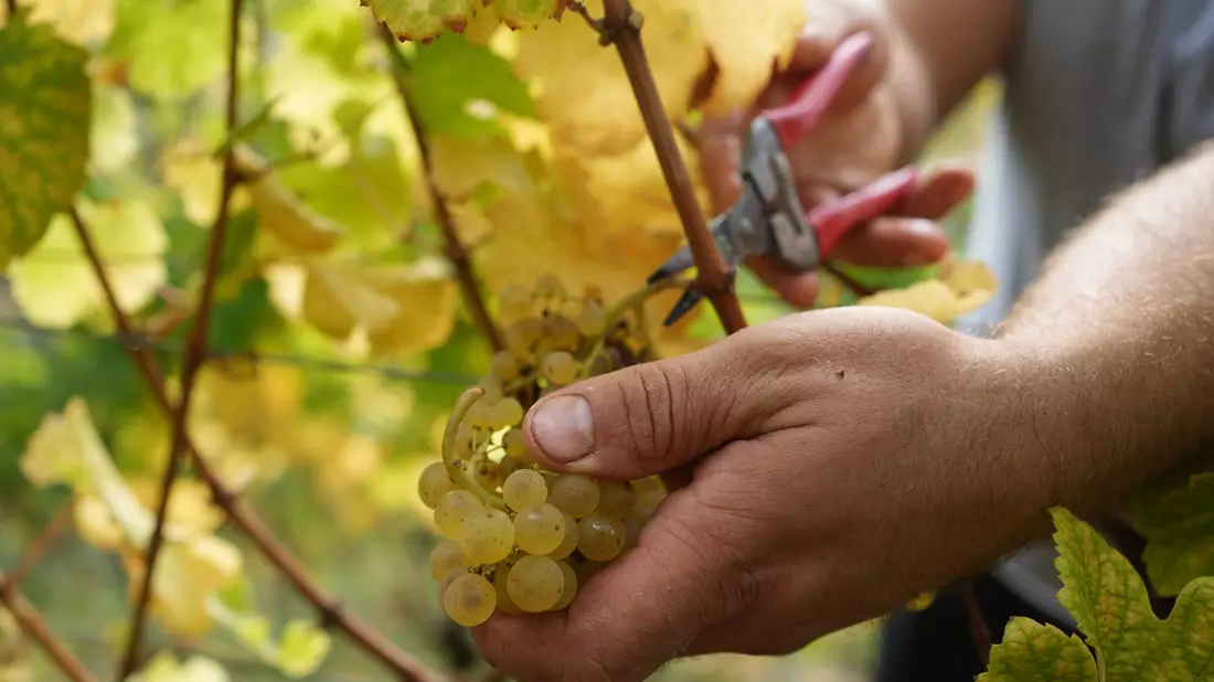 Die Weinbranche reagiert mit sinken Preisen auf die schwächere Nachfrage. (Archivbild) - Bild: Thomas Frey/dpa/dpa-mag