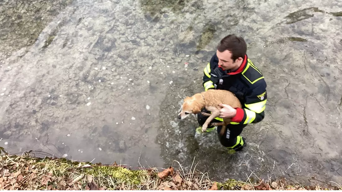 FW-M: Hund in Not (Thalkirchen) - Bild: presseportal.de