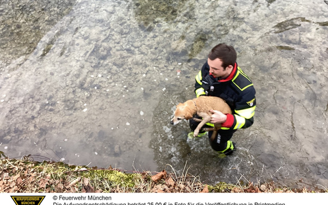 FW-M: Hund in Not (Thalkirchen) - Foto: presseportal.de