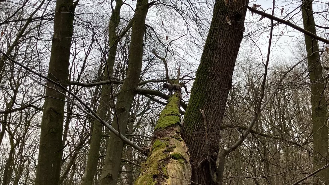 FF Bad Salzuflen: Kurioser Einsatz: Feuerwehr rettet Hund vom Baum / Ein Mischling klettert im Bad Salzufler Stadtwald einen umgestürzten Baum acht Meter hoch - Bild: presseportal.de
