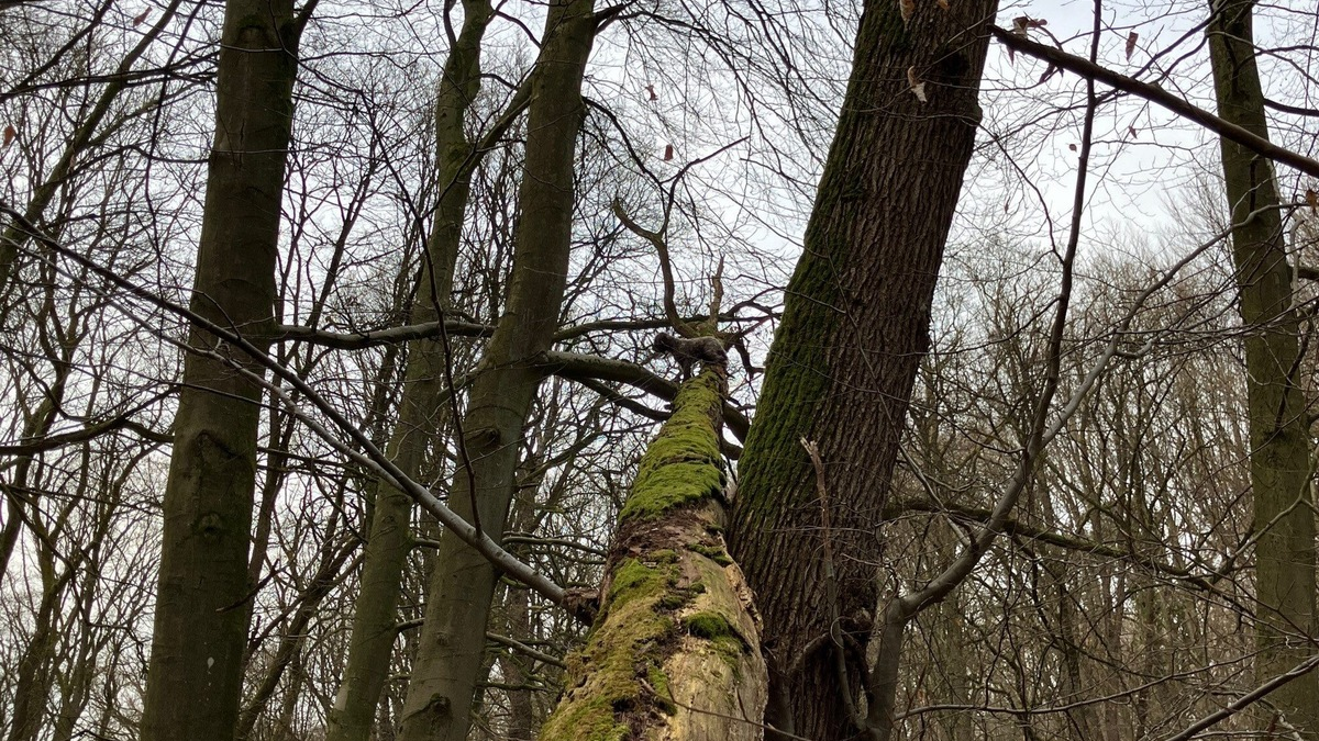 FF Bad Salzuflen: Kurioser Einsatz: Feuerwehr rettet Hund vom Baum / Ein Mischling klettert im Bad Salzufler Stadtwald einen umgestürzten Baum acht Meter hoch - Foto: presseportal.de