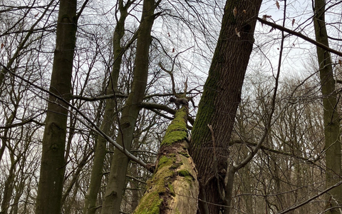 FF Bad Salzuflen: Kurioser Einsatz: Feuerwehr rettet Hund vom Baum / Ein Mischling klettert im Bad Salzufler Stadtwald einen umgestürzten Baum acht Meter hoch - Foto: presseportal.de