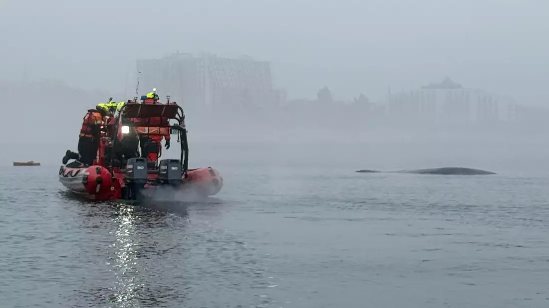 Die Helfer konnten den Buckelwal befreien. - Bild: Maritime Search and Rescue Service/AP/dpa