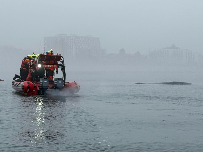 Die Helfer konnten den Buckelwal befreien. - Foto: Maritime Search and Rescue Service/AP/dpa