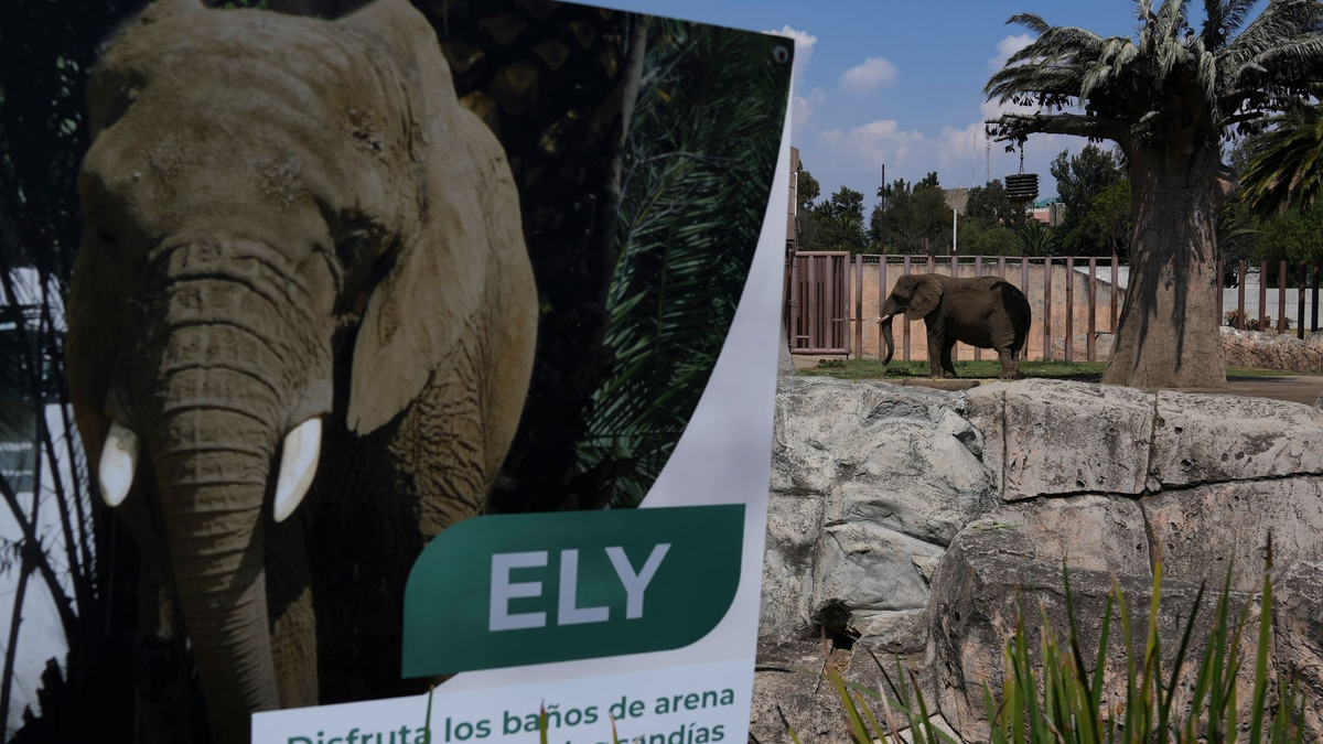 Der tonnenschwere Koloss ist in Mexiko auch als «traurigste Elefantin der Welt» bekannt. (Archivbild)  - Foto: Marco Ugarte/AP/dpa