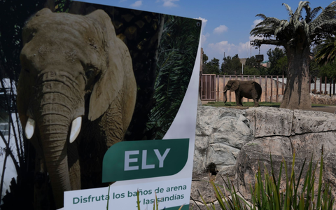 Der tonnenschwere Koloss ist in Mexiko auch als «traurigste Elefantin der Welt» bekannt. (Archivbild)  - Foto: Marco Ugarte/AP/dpa