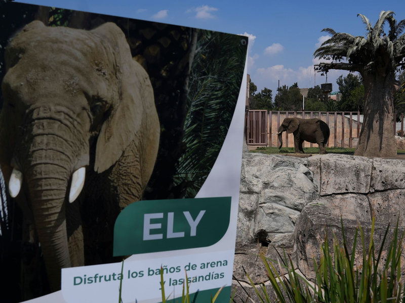 Der tonnenschwere Koloss ist in Mexiko auch als «traurigste Elefantin der Welt» bekannt. (Archivbild)  - Foto: Marco Ugarte/AP/dpa