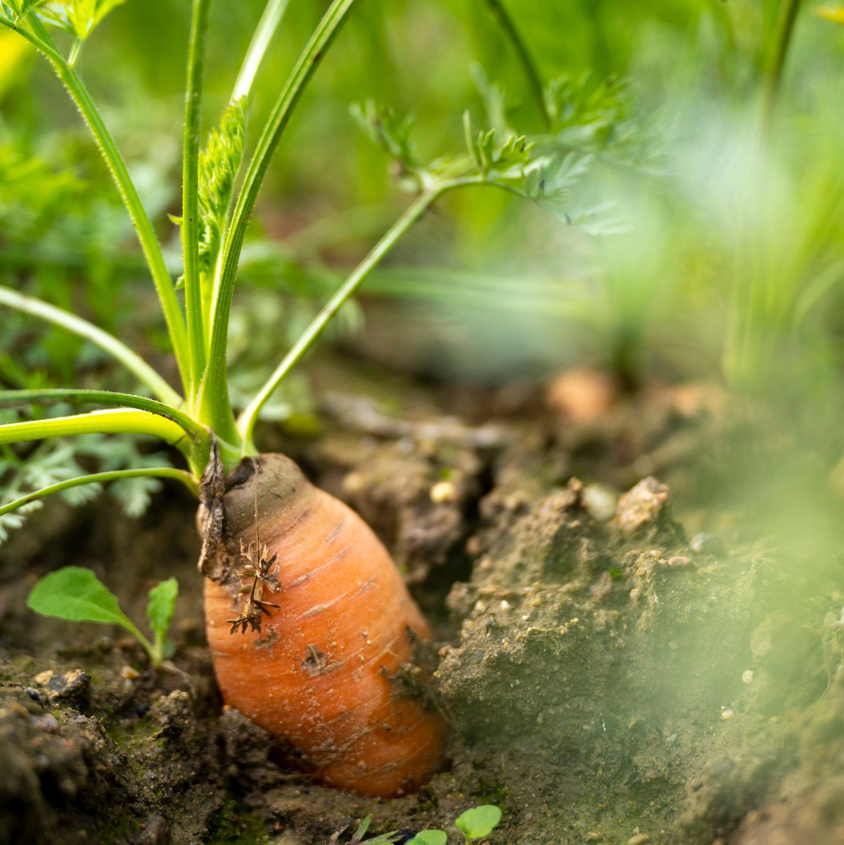 Auf Anbauflächen im Freiland wachsen vor allem Möhren und Karotten (Archivbild) - Foto: Monika Skolimowska/dpa/dpa-tmn