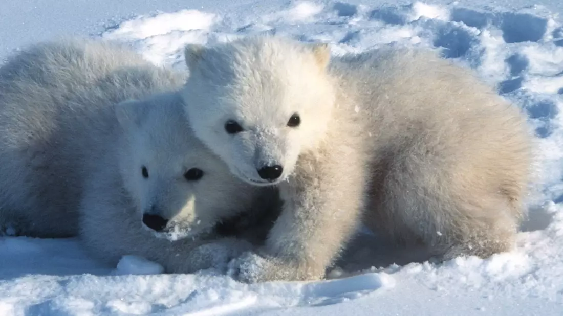 Die Kleinen gehen kaum ohne die Mutter aus der Höhle. - Bild: Steven C. Amstrup/Polar Bears International./dpa