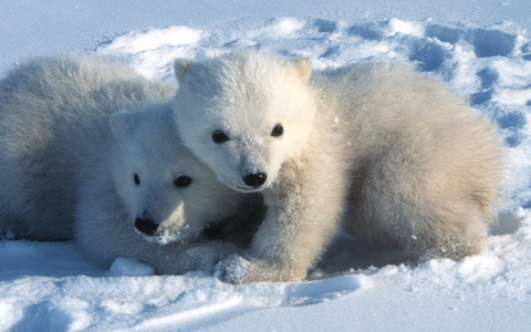 Die Kleinen gehen kaum ohne die Mutter aus der Höhle. - Foto: Steven C. Amstrup/Polar Bears International./dpa