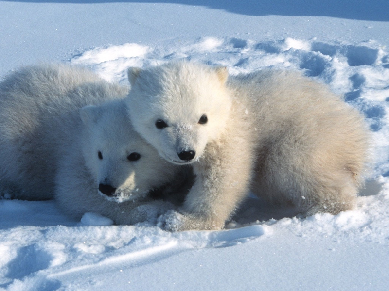 Die Kleinen gehen kaum ohne die Mutter aus der Höhle. - Foto: Steven C. Amstrup/Polar Bears International./dpa