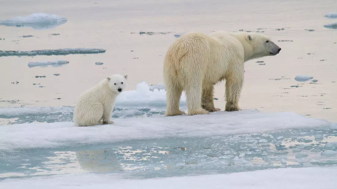 Eine Eisbär-Mutter ist mit einem Jungtier auf einer Eisscholle vor der Küste von Spitzbergen unterwegs. - Bild: Kt Miller/olar Bears Internat/dpa