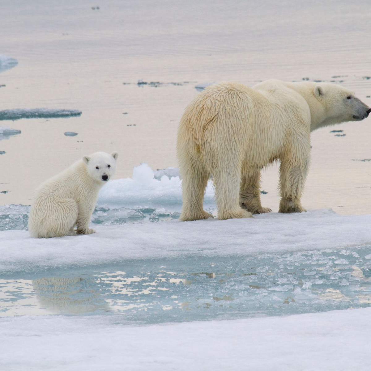 Eine Eisbär-Mutter ist mit einem Jungtier auf einer Eisscholle vor der Küste von Spitzbergen unterwegs. - Foto: Kt Miller/olar Bears Internat/dpa