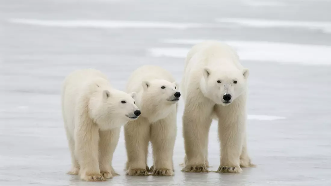 Durchschnittlich erst knapp zwei Wochen nach dem ersten Herausschauen aus der Höhle ziehen die Mütter samt Nachwuchs dann endgültig aus. - Bild: Bj Kirschhoffer/Polar Bears International./dpa