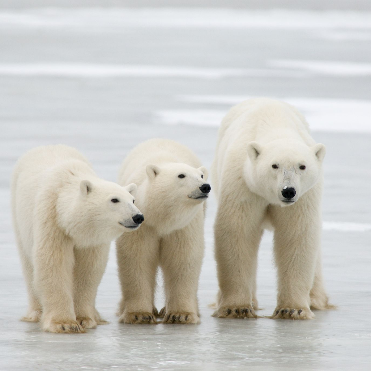 Durchschnittlich erst knapp zwei Wochen nach dem ersten Herausschauen aus der Höhle ziehen die Mütter samt Nachwuchs dann endgültig aus. - Foto: Bj Kirschhoffer/Polar Bears International./dpa