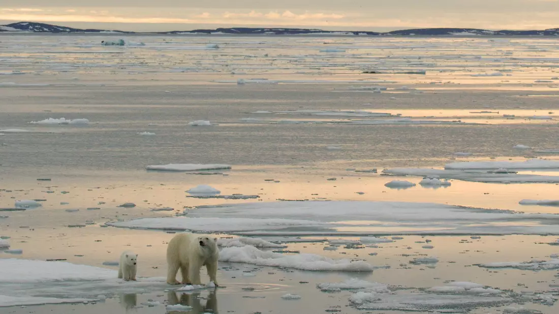 In der Arktis sollen vermehrt Bodenschätze ausgebeutet werden - trifft das auch die Eisbären? - Bild: Kt Miller / Polar Bears Internat/dpa