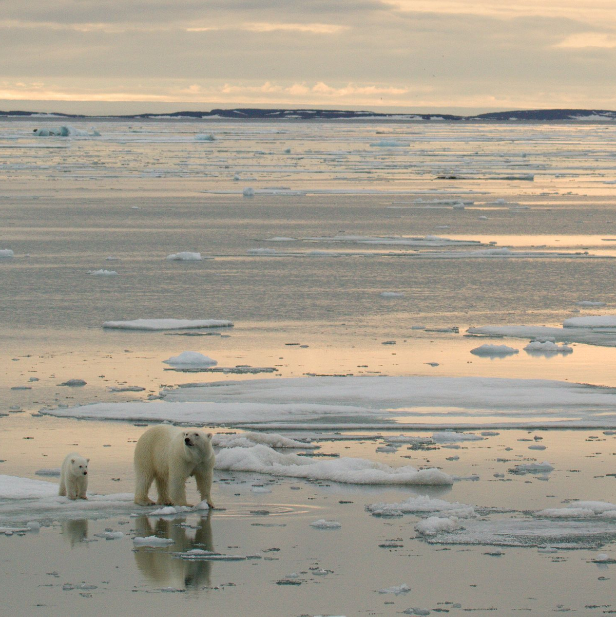 In der Arktis sollen vermehrt Bodenschätze ausgebeutet werden - trifft das auch die Eisbären? - Foto: Kt Miller / Polar Bears Internat/dpa