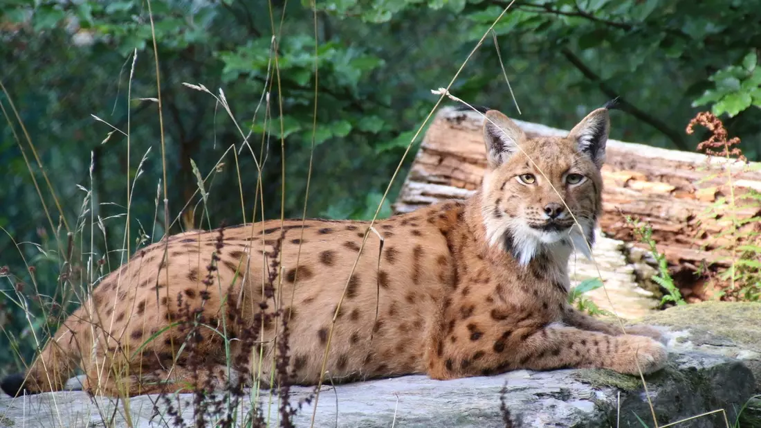 Artenschutz auf die Agenda - nicht nur am World Wildlife Day / Verband der Zoologischen Gärten fordert gezielte Umsetzung der Nationalen Biodiversitätsstrategie der neuen Regierung - Bild: presseportal.de