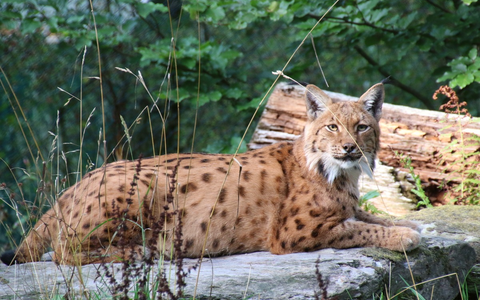 Artenschutz auf die Agenda - nicht nur am World Wildlife Day / Verband der Zoologischen Gärten fordert gezielte Umsetzung der Nationalen Biodiversitätsstrategie der neuen Regierung - Foto: presseportal.de