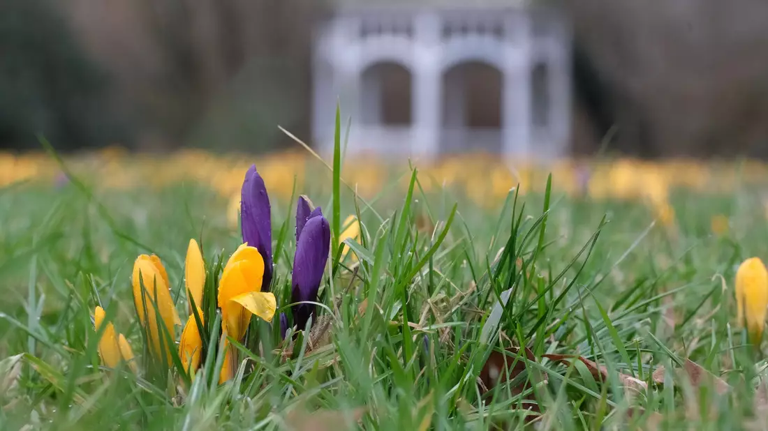 Milde Temperaturen und Sonne dürften in vielen Teilen Deutschlands in den kommenden Tagen dafür sorgen, dass weitere Blumen sprießen.  - Bild: Sebastian Willnow/dpa