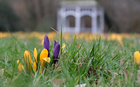 Milde Temperaturen und Sonne dürften in vielen Teilen Deutschlands in den kommenden Tagen dafür sorgen, dass weitere Blumen sprießen.  - Foto: Sebastian Willnow/dpa