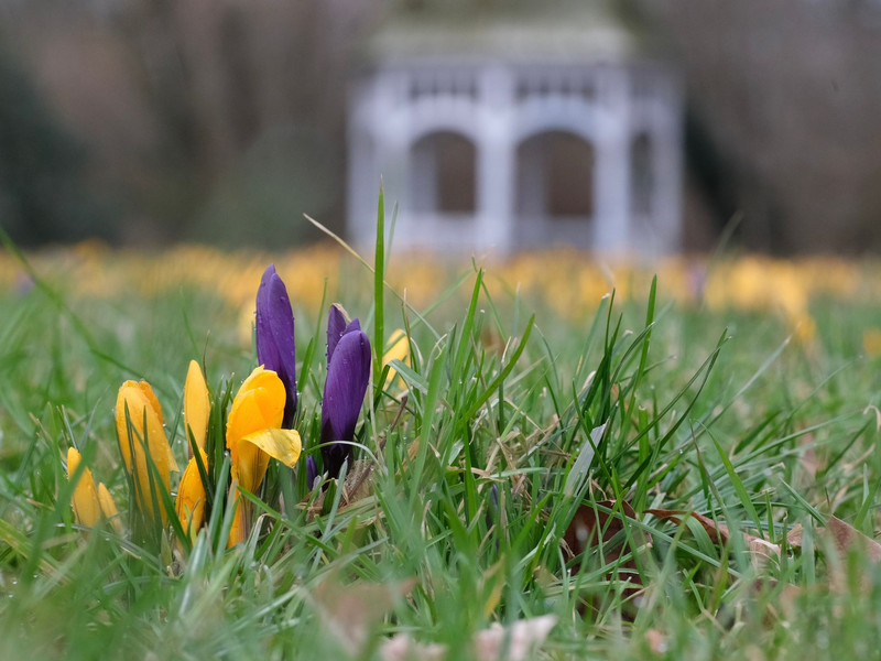 Milde Temperaturen und Sonne dürften in vielen Teilen Deutschlands in den kommenden Tagen dafür sorgen, dass weitere Blumen sprießen.  - Foto: Sebastian Willnow/dpa