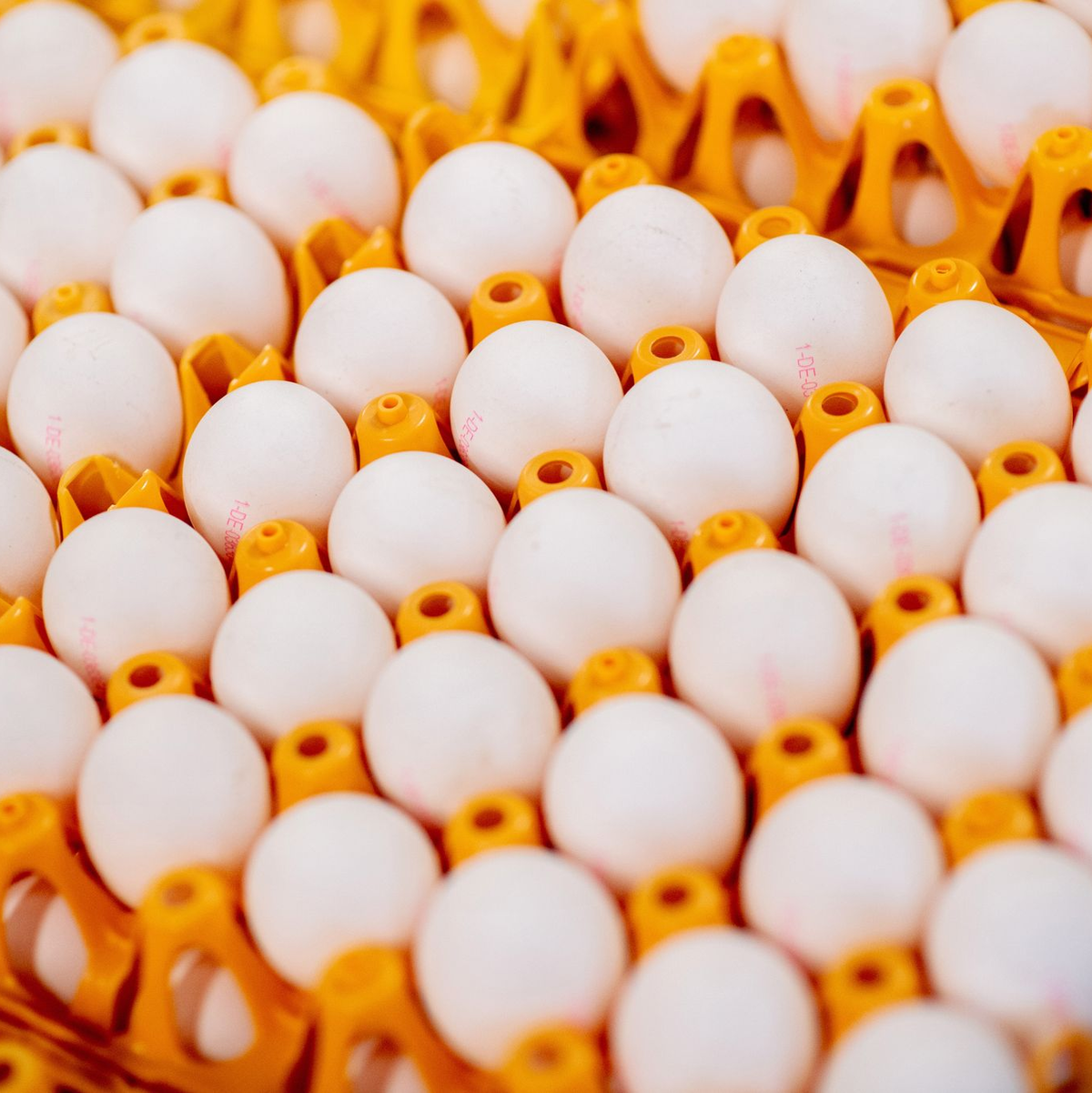 Die Großhandelspreise für Eier steigen - beim Verbraucher kommt das aber vorerst nicht an. (Symbolfoto) - Foto: Hauke-Christian Dittrich/dpa