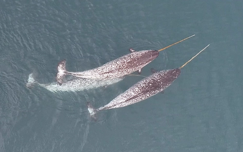 Narwale leben das ganze Jahr über in den Gewässern der hohen Arktis. Aufgrund ihres abgeschiedenen Lebensraumes sind Beobachtungen der Tiere selten.  - Foto: O’Corry-Crowe/FAU/Watt, DFO/dpa