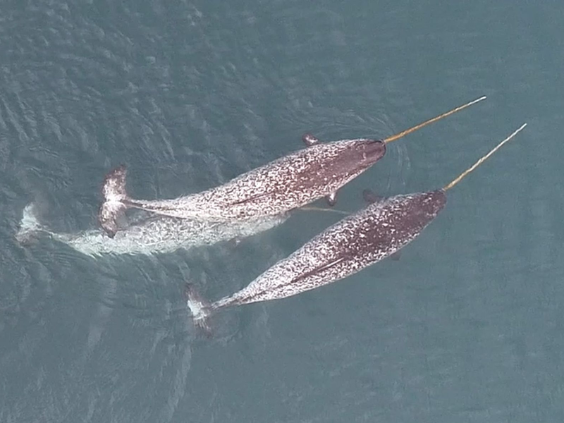 Narwale leben das ganze Jahr über in den Gewässern der hohen Arktis. Aufgrund ihres abgeschiedenen Lebensraumes sind Beobachtungen der Tiere selten.  - Foto: O’Corry-Crowe/FAU/Watt, DFO/dpa