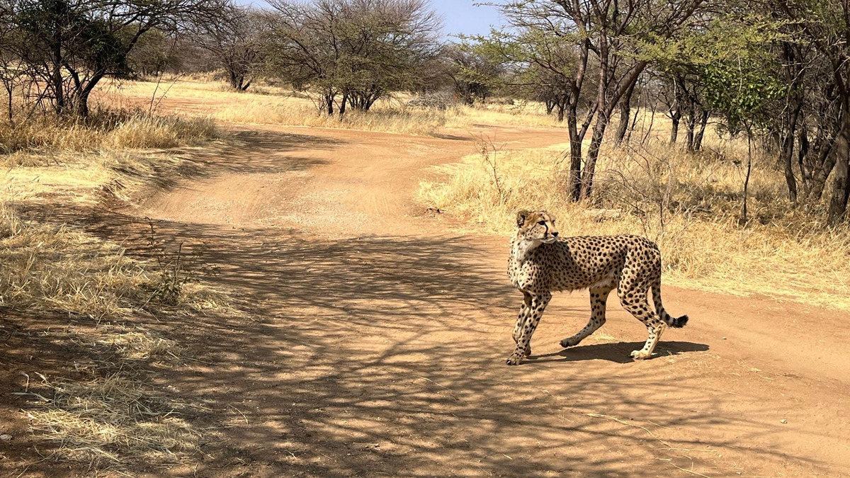 Bei diesem Geparden handelt es sich um einen Afrikanischen Geparden. Von seinen Verwandten, den Asiatischen Geparden, gibt es weltweit nur noch 17 Exemplare. (Symbolbild) - Foto: Kristin Palitza/dpa