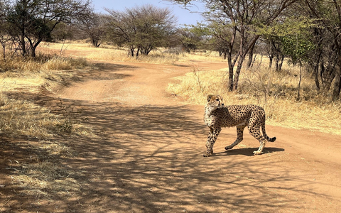 Bei diesem Geparden handelt es sich um einen Afrikanischen Geparden. Von seinen Verwandten, den Asiatischen Geparden, gibt es weltweit nur noch 17 Exemplare. (Symbolbild) - Foto: Kristin Palitza/dpa Bei diesem Geparden handelt es sich um einen Afrikanischen Geparden. Von seinen Verwandten, den Asiatischen Geparden, gibt es weltweit nur noch 17 Exemplare. (Symbolbild) - Foto: Kristin Palitza/dpa