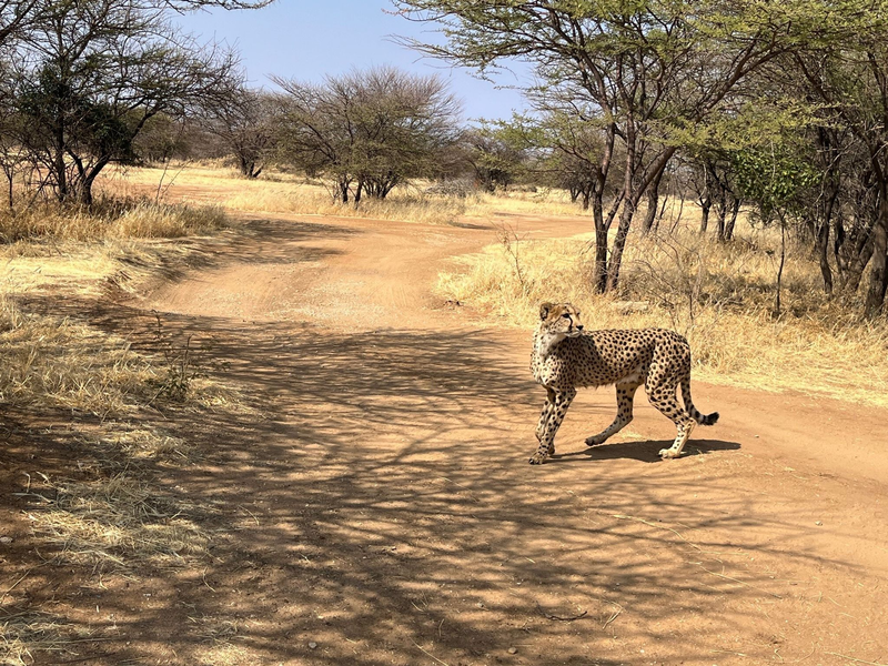 Bei diesem Geparden handelt es sich um einen Afrikanischen Geparden. Von seinen Verwandten, den Asiatischen Geparden, gibt es weltweit nur noch 17 Exemplare. (Symbolbild) - Foto: Kristin Palitza/dpa