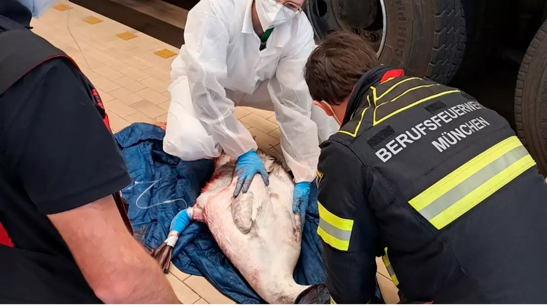 FW-M: Feuerwache wird kurzerhand zur Tierklinik (Olympiapark/ Schwanthalerhöhe) - Bild: presseportal.de