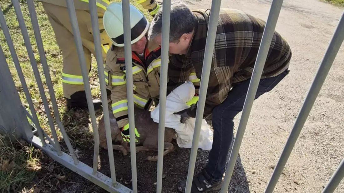 Feuerwehr Goch: Feuerwehr rettet Reh aus misslicher Lage - Bild: presseportal.de