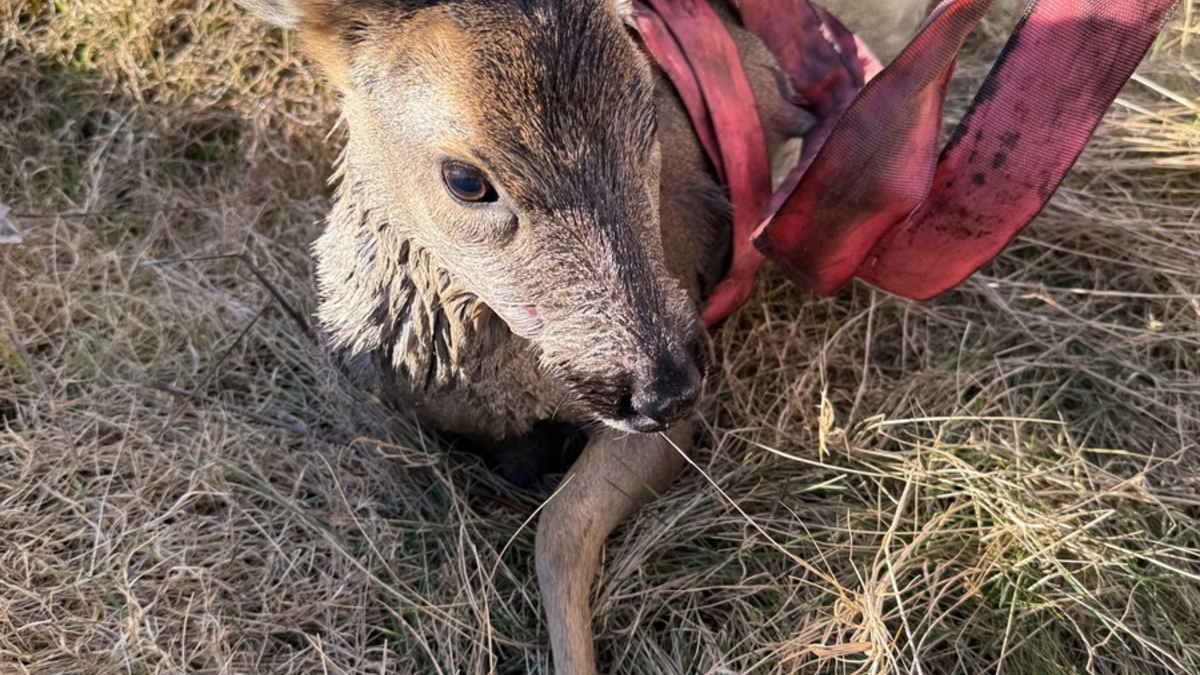 FF Bad Salzuflen: Feuerwehr rettet Reh aus Gartenpool / Der nächste kuriose Tiereinsatz für die Feuerwehr Bad Salzuflen. Die Einsatzkräfte können durch schnelles Eingreifen schlimmeres verhindern - Foto: presseportal.de