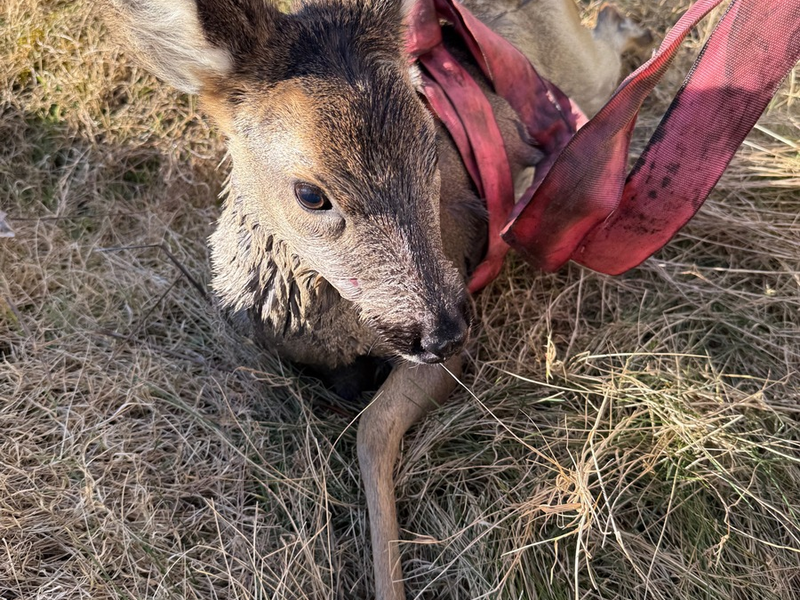 FF Bad Salzuflen: Feuerwehr rettet Reh aus Gartenpool / Der nächste kuriose Tiereinsatz für die Feuerwehr Bad Salzuflen. Die Einsatzkräfte können durch schnelles Eingreifen schlimmeres verhindern - Foto: presseportal.de