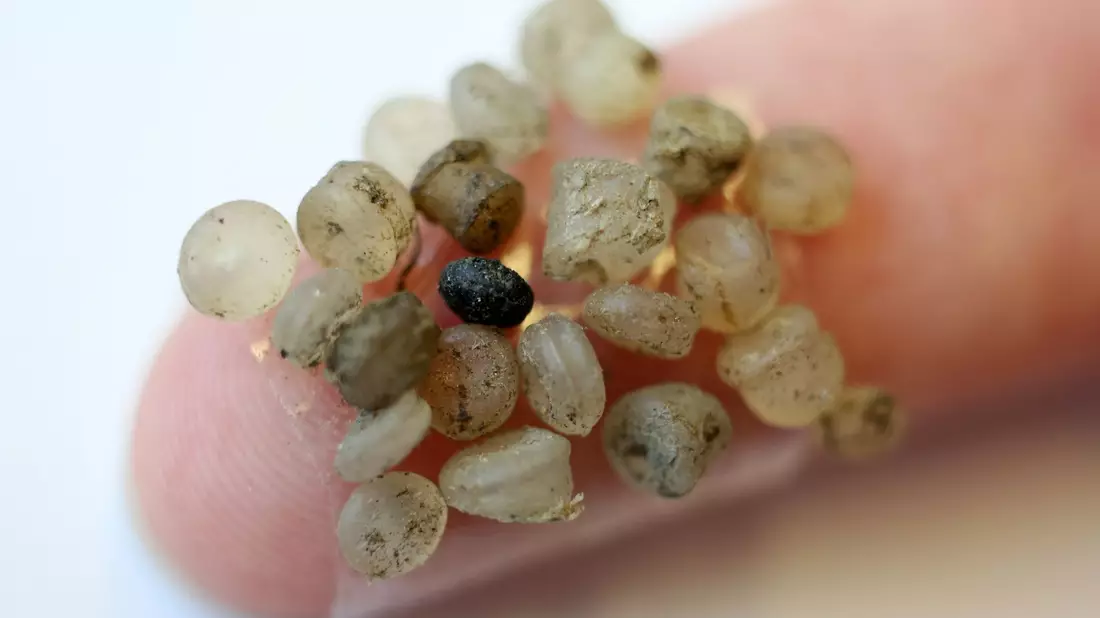 Mikroplastik ist zwischen 1 Mikrometer und 5 Millimeter groß. Nanoplastikpartikel sind kleiner. (Symbolbild) - Bild: Bernd Wüstneck/ZB/dpa