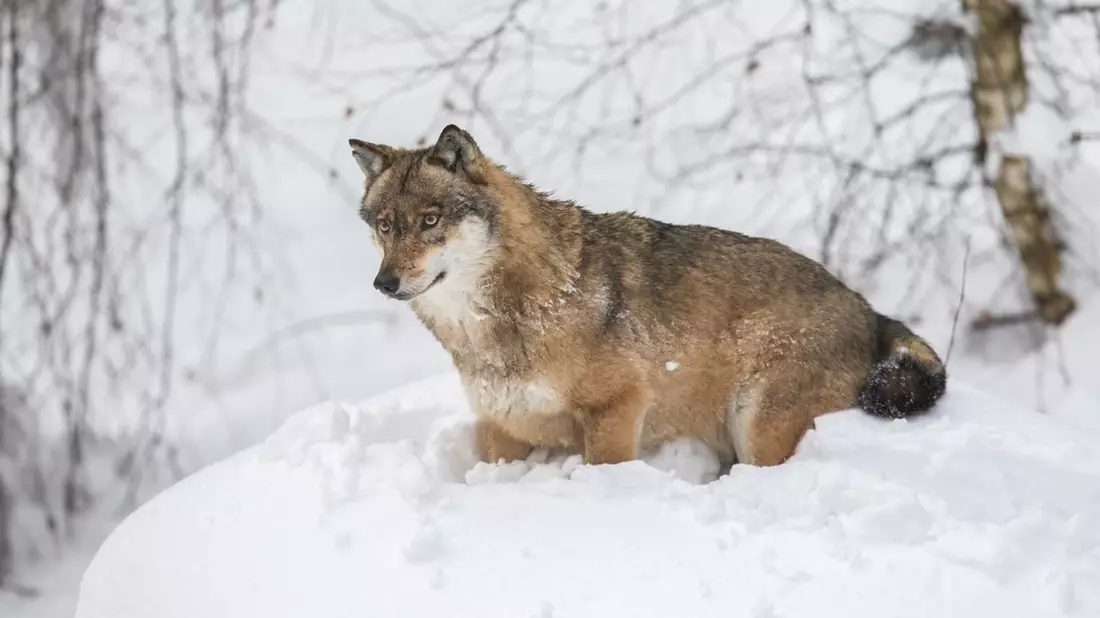 Berner Konvention senkt Schutzstatus des Wolfes: Feuer frei? - Bild: presseportal.de