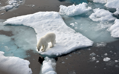 ILLUSTRATION. Ein Eisbär steht im Nordpolarmeer auf eine Eisscholle.  - Foto: Ulf Mauder/dpa