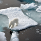 ILLUSTRATION. Ein Eisbär steht im Nordpolarmeer auf eine Eisscholle.  - Foto: Ulf Mauder/dpa
