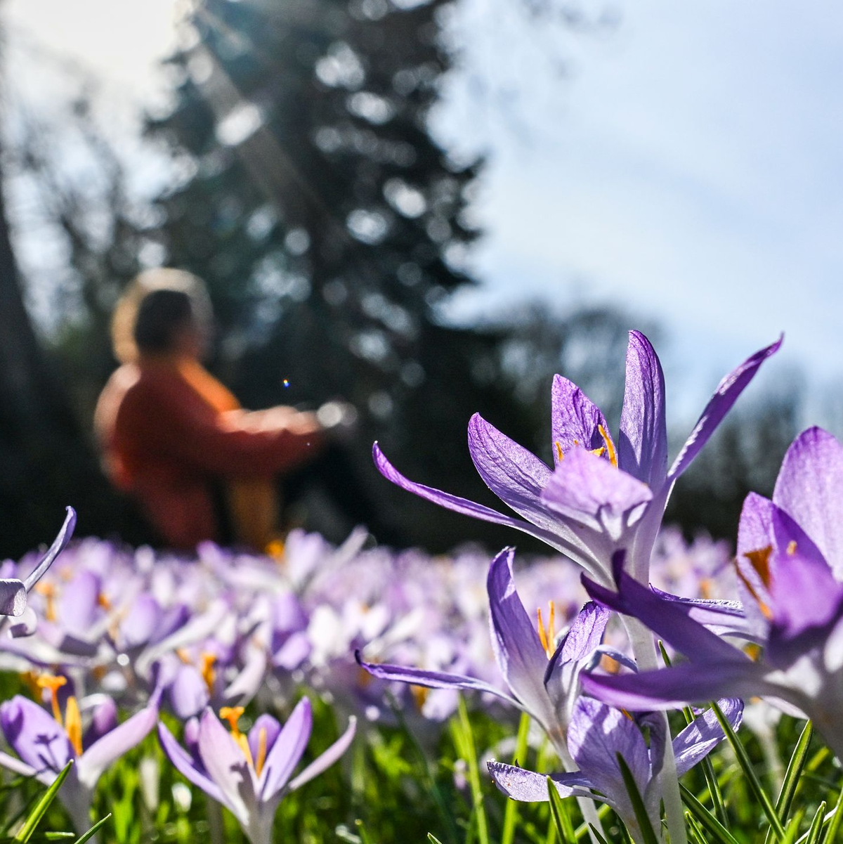 In den kommenden Tagen soll es in Deutschland bis zu 20 Grad werden. - Foto: Jens Kalaene/dpa