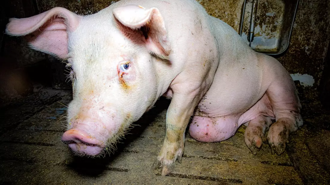 Aufgedeckt: Tierwohl- und Vorzeige-Mäster quält Schweine - ANINOVA erstattet Strafanzeige - Bild: presseportal.de