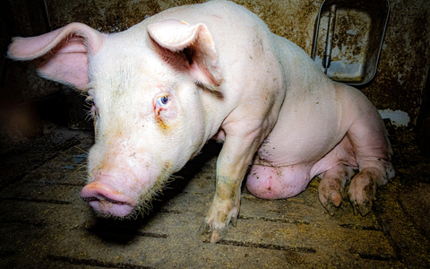 Aufgedeckt: Tierwohl- und Vorzeige-Mäster quält Schweine - ANINOVA erstattet Strafanzeige - Foto: presseportal.de Aufgedeckt: Tierwohl- und Vorzeige-Mäster quält Schweine - ANINOVA erstattet Strafanzeige - Foto: presseportal.de
