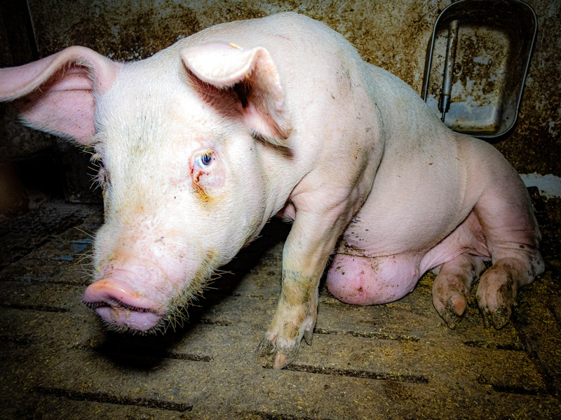 Aufgedeckt: Tierwohl- und Vorzeige-Mäster quält Schweine - ANINOVA erstattet Strafanzeige - Foto: presseportal.de